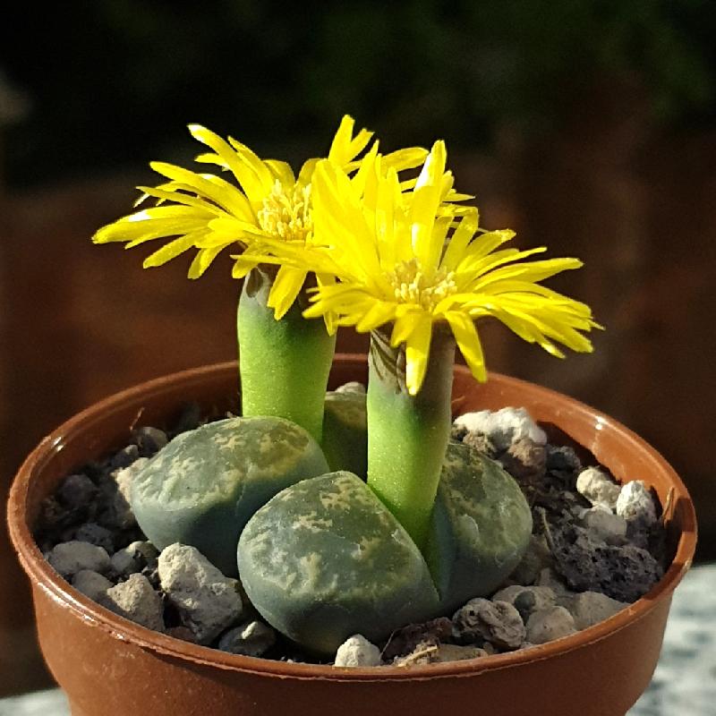 Lithops_lesliei_ssp._lesliei_var._lesliei_C033_2.jpg